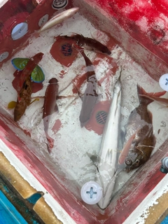 マダイの釣果