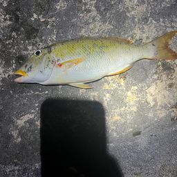 ムネアカクチビ