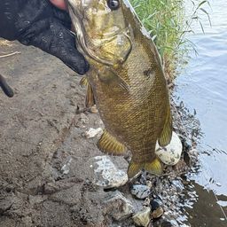 スモールマウスバス