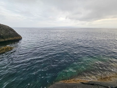 イサキの釣果