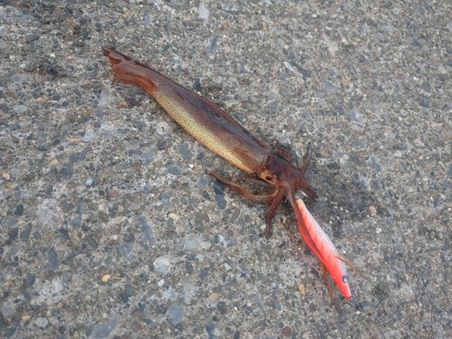 イカの釣果