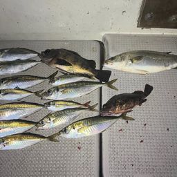 アジ