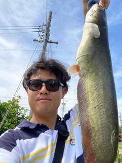 ナマズの釣果
