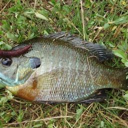 ブルーギル