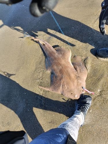 カスザメの釣果
