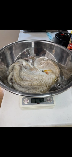 タコの釣果