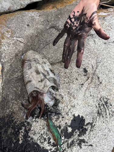 コウイカの釣果