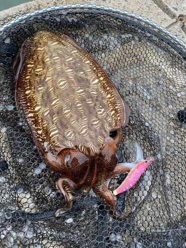 モンゴウイカの釣果