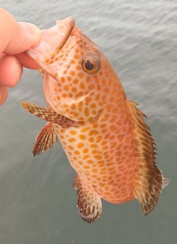 オオモンハタの釣果