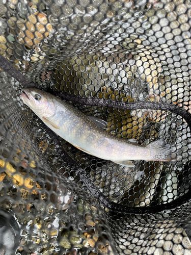 イワナの釣果