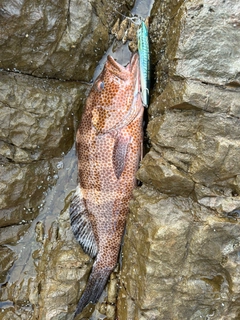 オオモンハタの釣果