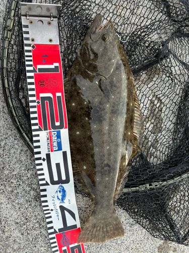 ヒラメの釣果