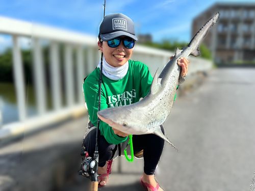 サメの釣果