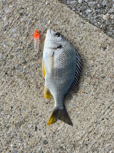 キビレの釣果