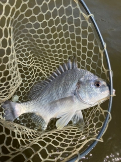 キビレの釣果