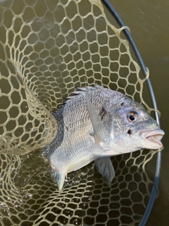 キビレの釣果