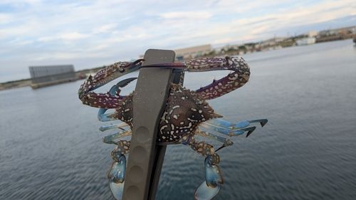 タイワンガザミの釣果