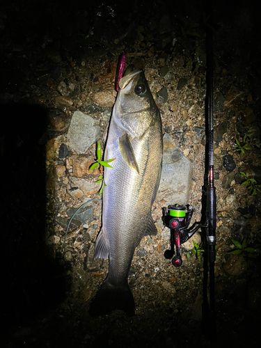 スズキの釣果