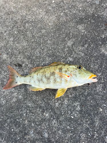 ムネアカクチビの釣果