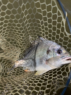 キビレの釣果