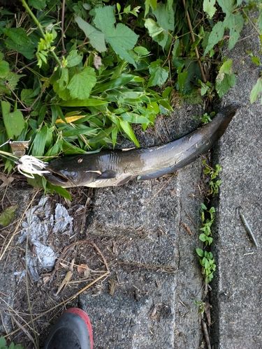ナマズの釣果