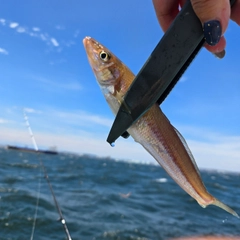 シロギスの釣果