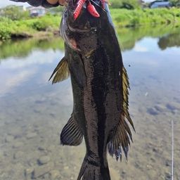 スモールマウスバス