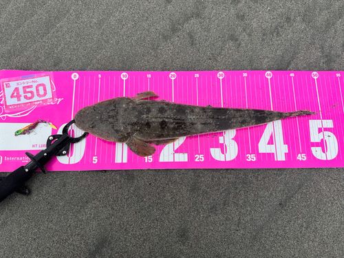 マゴチの釣果