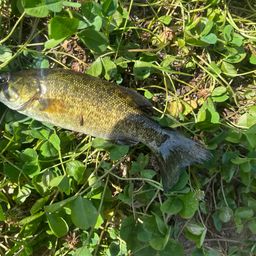 スモールマウスバス