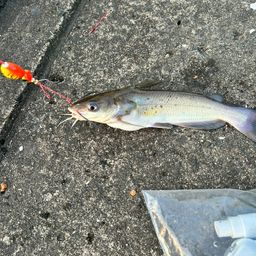 アメリカンキャットフィッシュ