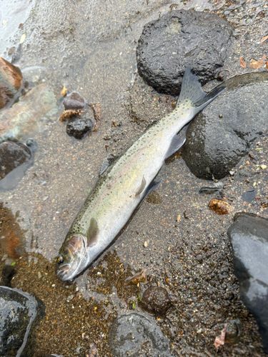 ニジマスの釣果