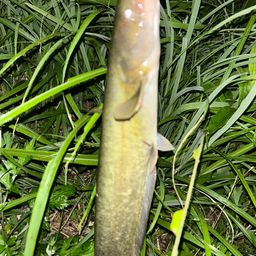 ナマズ