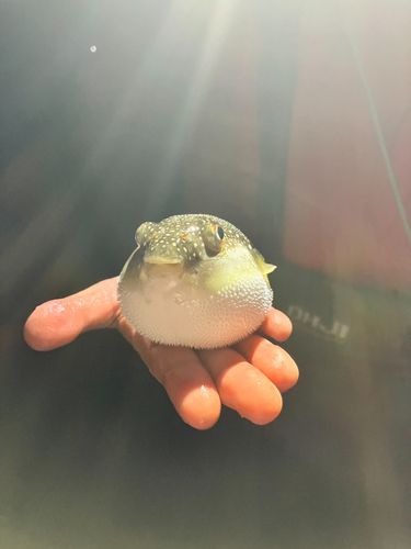 クサフグの釣果