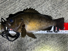 メバルの釣果