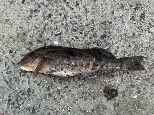 アイナメの釣果