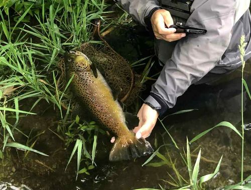ブラウントラウトの釣果