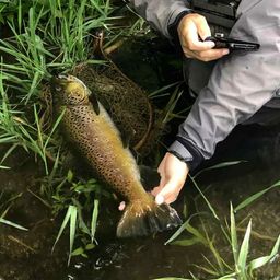 ブラウントラウト
