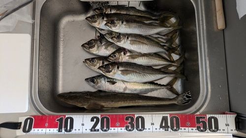 アジの釣果
