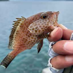 オオモンハタ