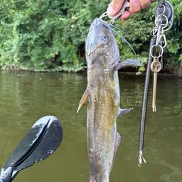 アメリカンキャットフィッシュ