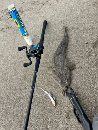 マゴチの釣果