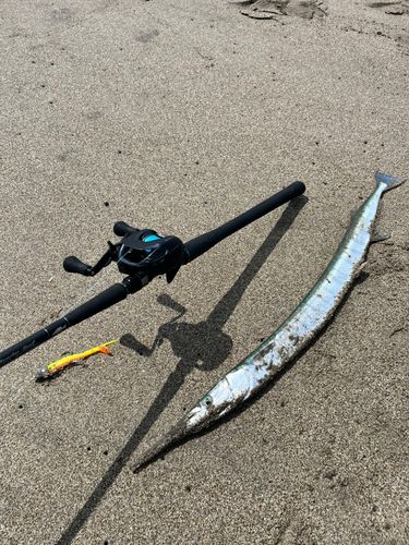 ダツの釣果