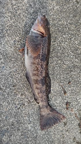 アイナメの釣果