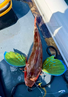 ホウボウの釣果