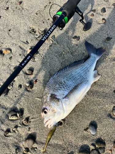 キビレの釣果