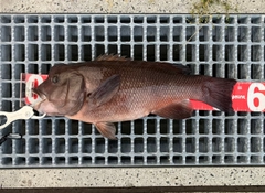 コブダイの釣果