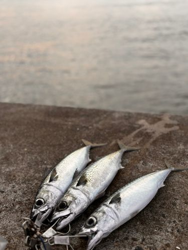 サバの釣果