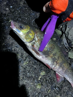 ウグイの釣果
