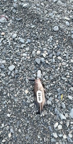 オオモンハタの釣果