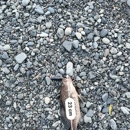 オオモンハタ